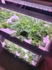 Herb Garden Hydroponic Growing System with LED Grow Lights,3 Layers  42 Pods Indoor Planter Kit for Leaf Vegetables,Strawberry,Cherry Tomato